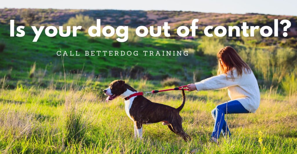 In Home Dog Training Charlotte NC