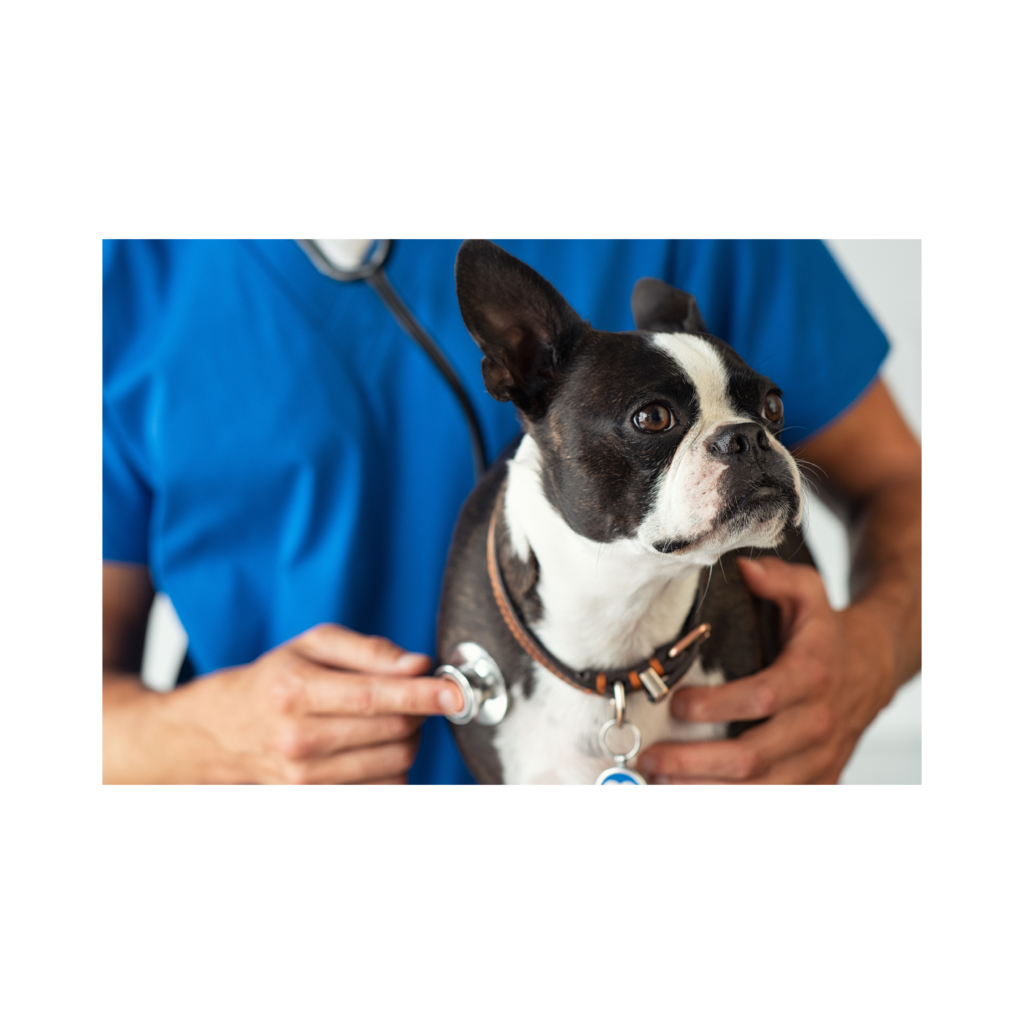 BetterDog Training Canine Respitory Illness Charlotte nc