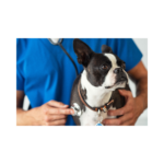 BetterDog Training Canine Respitory Illness Charlotte nc